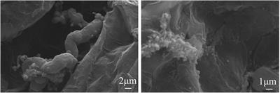 Mechanism of carbon nanotube growth in expanded graphite via catalytic pyrolysis reaction using carbores P as a carbon source
